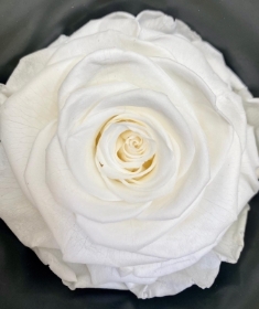 Everlasting White Rose